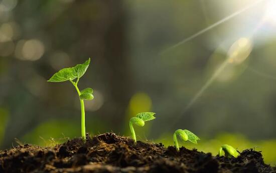 春光明媚，草長鶯飛