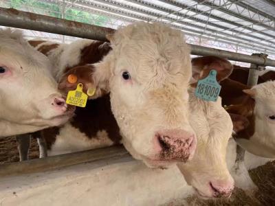 銀行養(yǎng)殖貸活體資產(chǎn)監(jiān)管平臺(tái) - 中出網(wǎng)-智能出入口與停車充電門戶