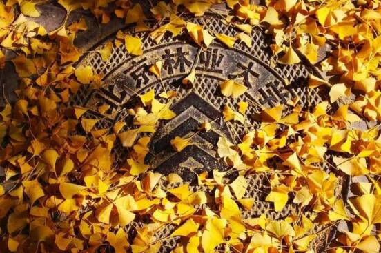 北京林業(yè)大學(xué)