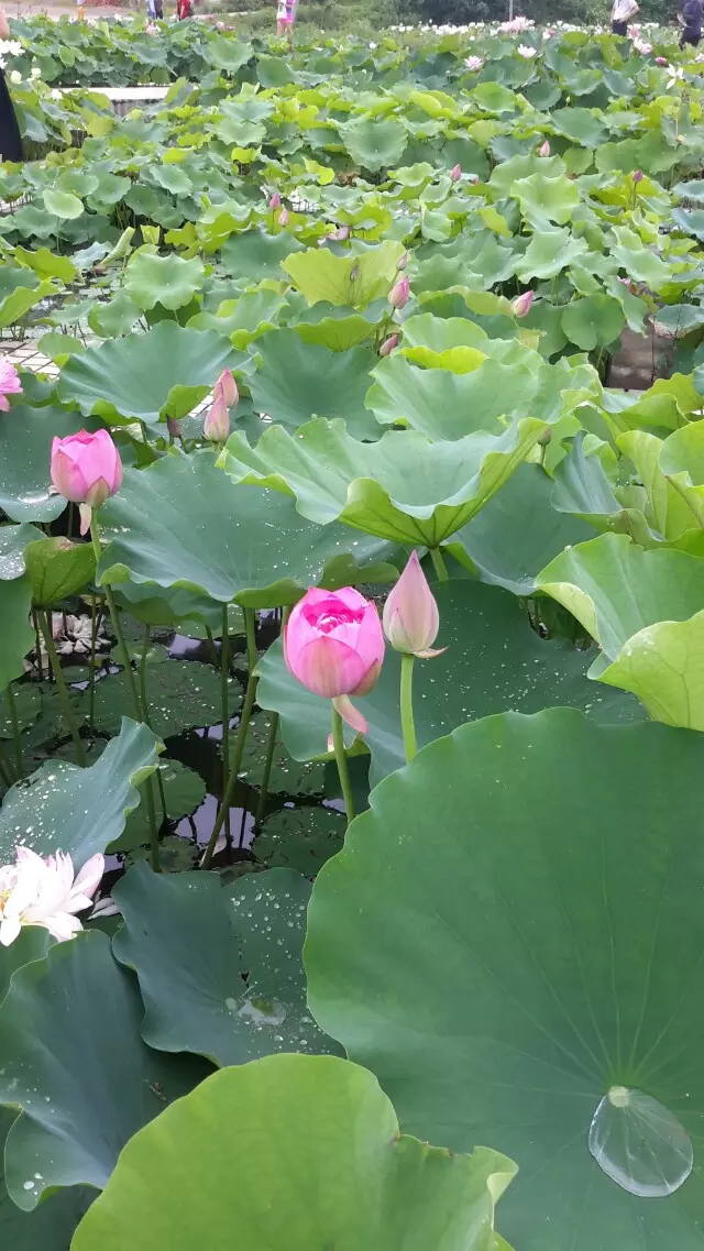 佛山金建業(yè)電動(dòng)門、金長(zhǎng)紅